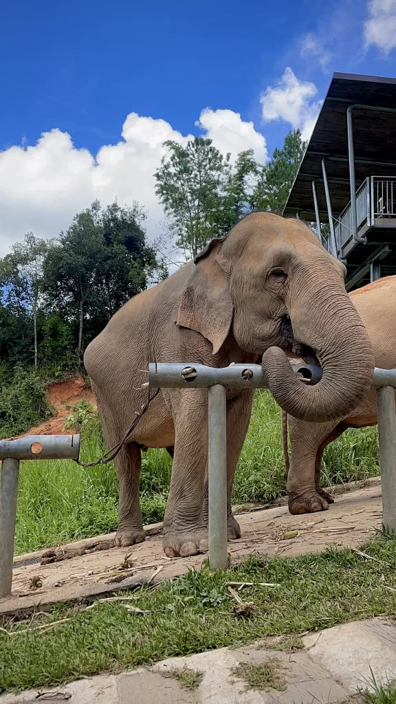 Thai Cooking Class | Things to do in Thailand 