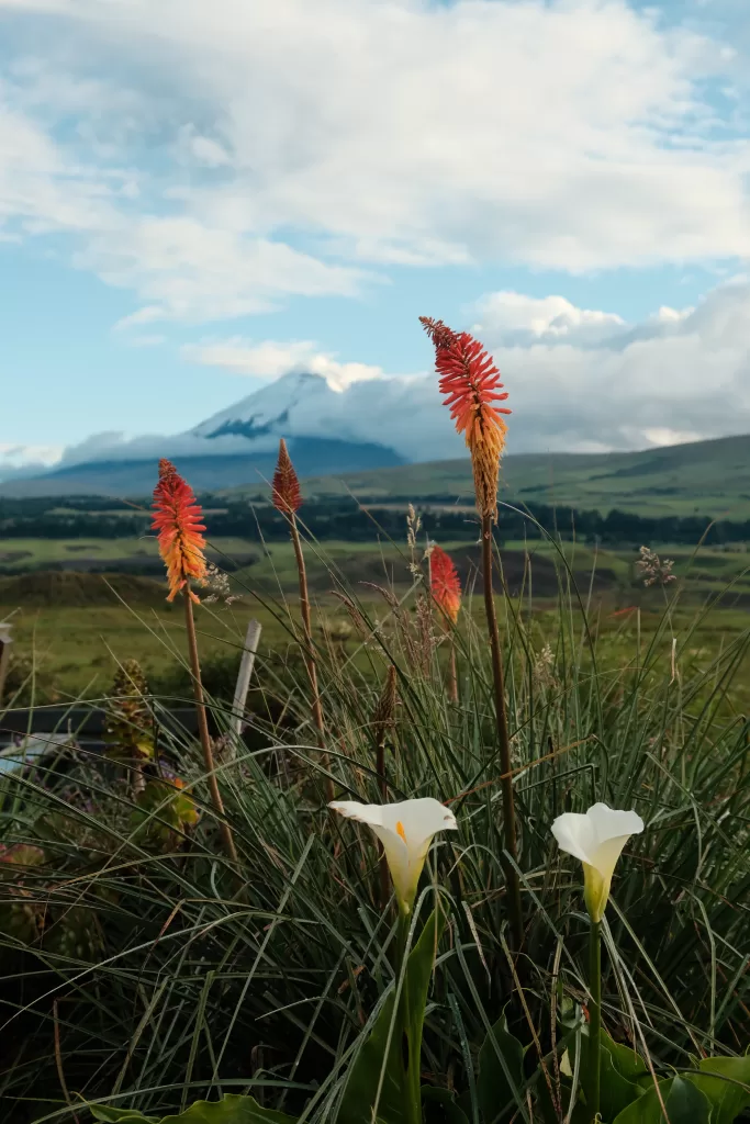 The Secret Garden Cotopaxi, Ecuador