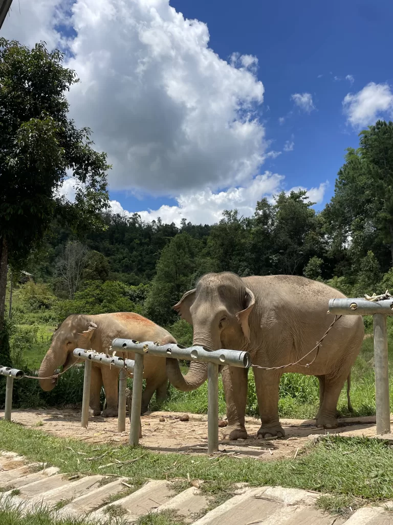 elephants eating at Chiang Chill, an ethical elephant sanctuary in Thailand