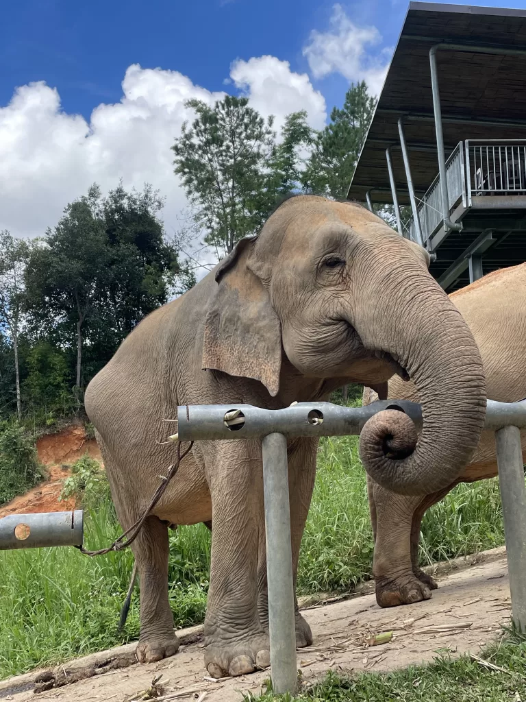 elephants eating at Chiang Chill, an ethical elephant sanctuary in Thailand